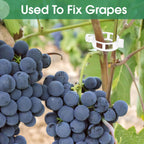 🔥Last Day Sale Tomato Clips, Plastic Trellis Clips